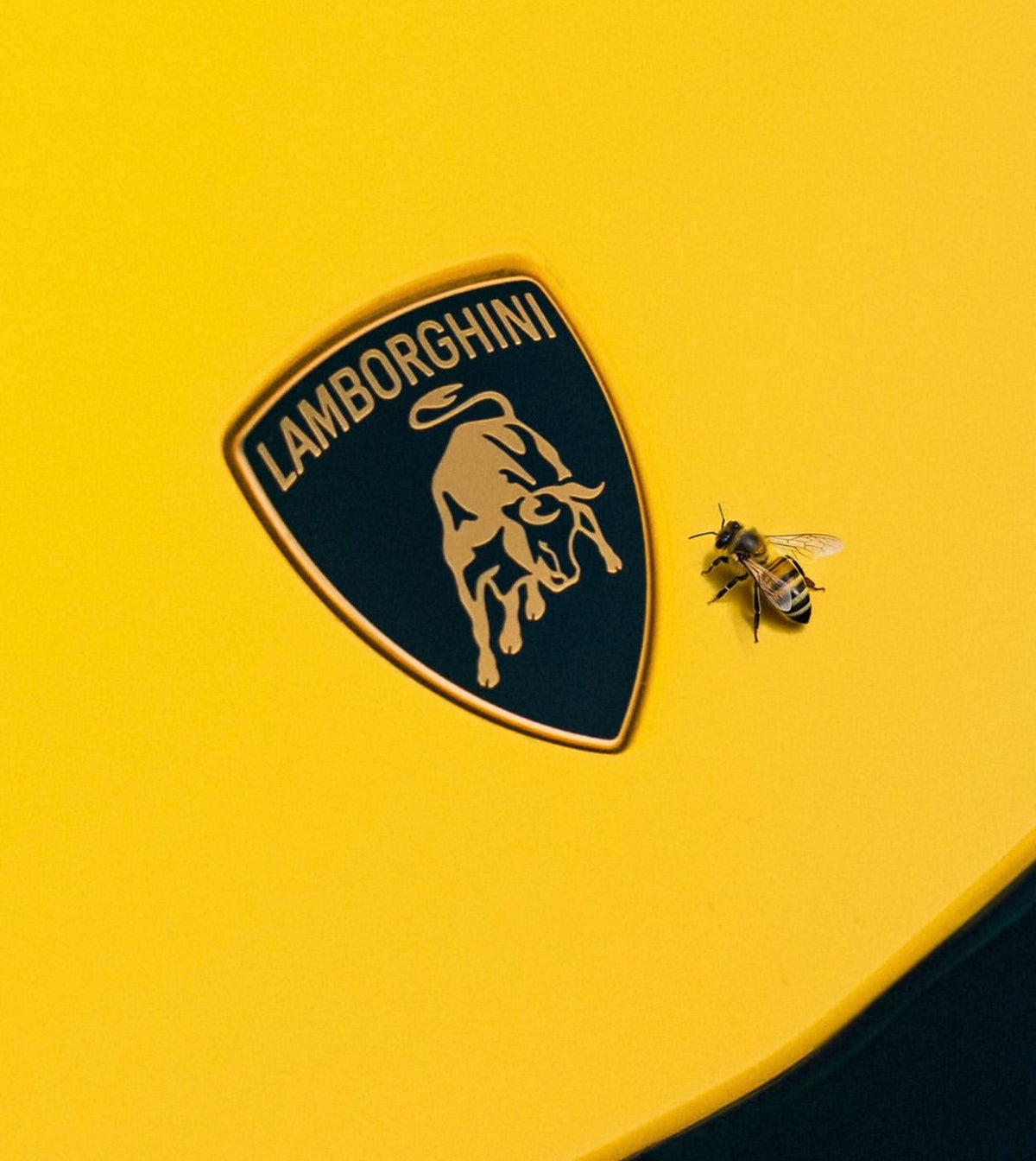 Lamborghini
